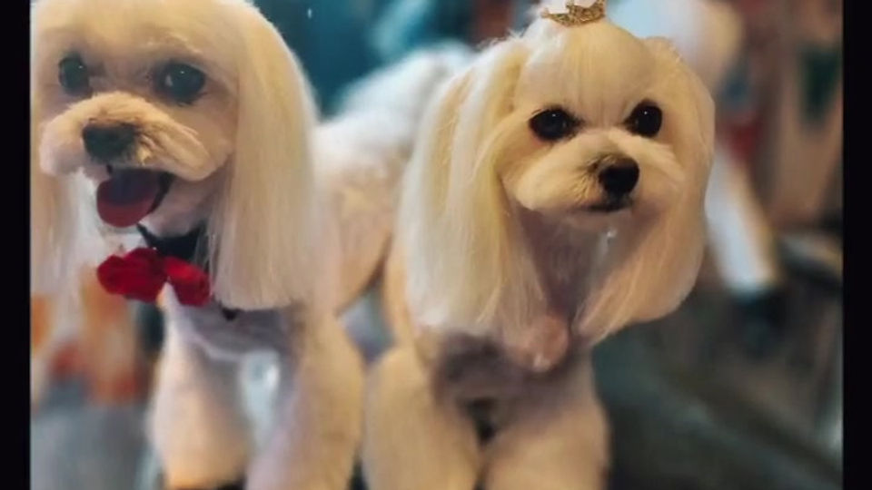 Maltese Asian Fusion